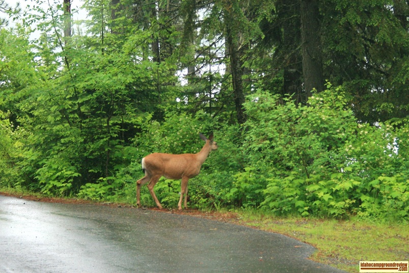 Reeder Bay Campground on Priest Lake