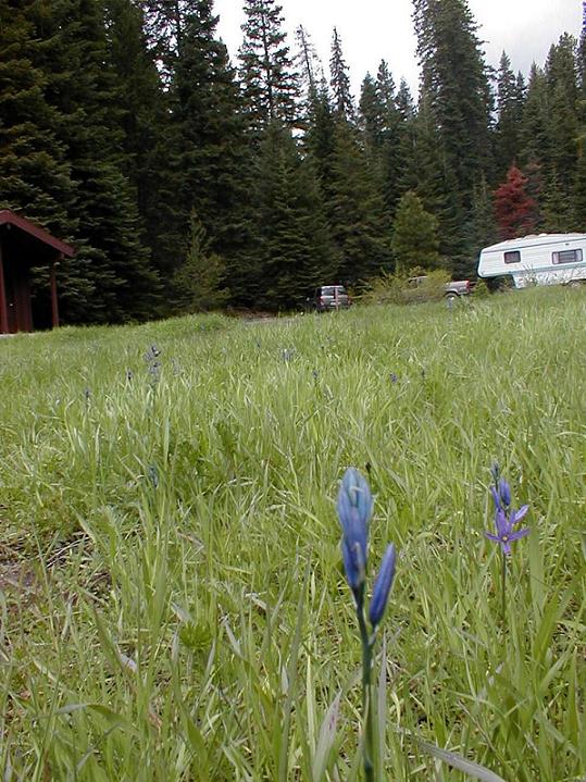 picture of meadow near sagehen creek campground