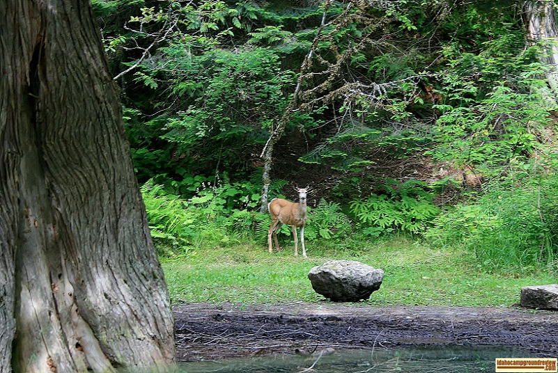 This Whitetail doe was looking for some tender morsel in one of the sites in Selway Falls Campground.