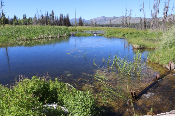 The outlet stream to Warm Lake near Shoreline Campground in Idaho.