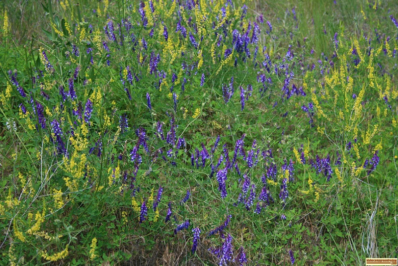 Wild Flowers in slate creek recreation site