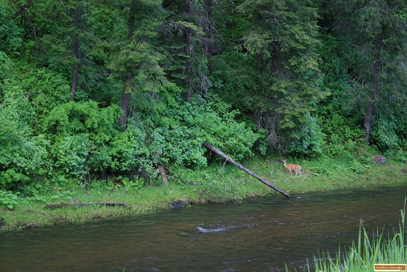 South Fork Campground on the Clearwater River.