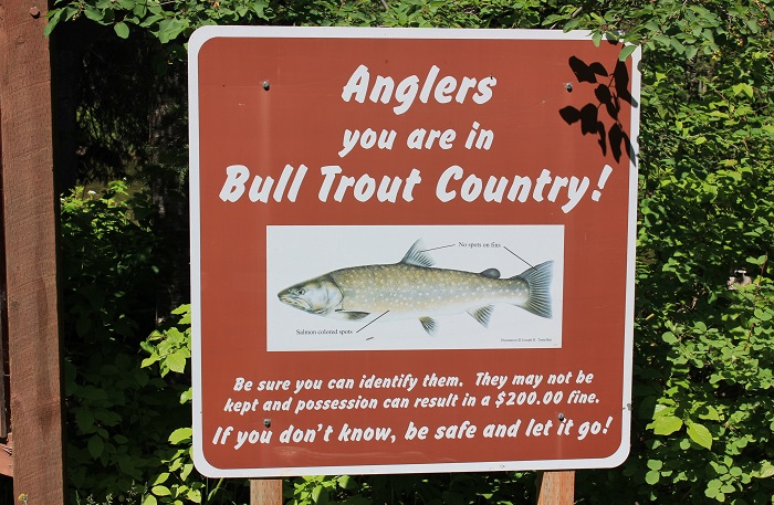 Spruce Tree Campground on the upper St Joe River