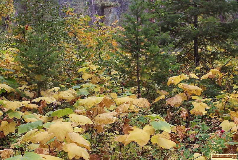 Trail Creek Campground on the Middle Fork of the Payette River.