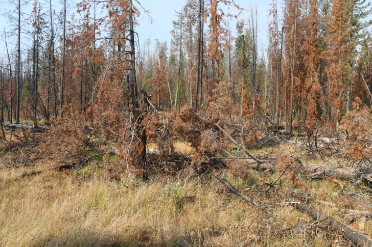 A guide to camping in Trap Creek Campground near Stanley Idaho