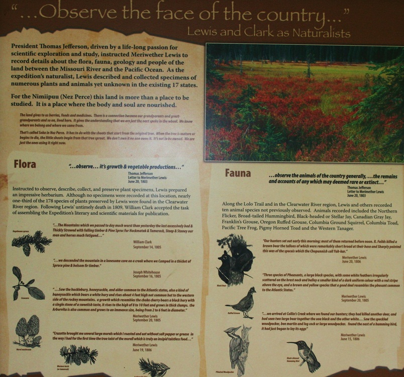 Wendover Campground on the Lochsa River