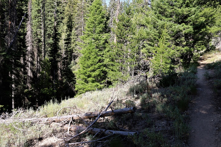 A picture of Cabin Creek Trail.