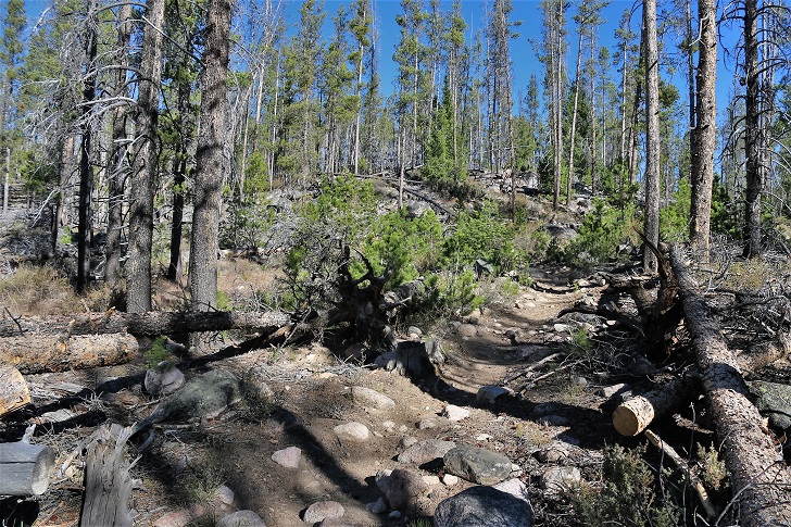 A picture of Trail 97 to Hell Roaing Lake.