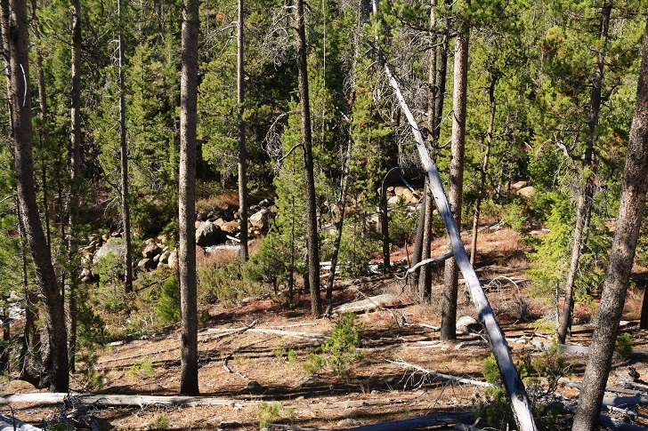 A picture along the trail 97 to Hell Roaring Lake.