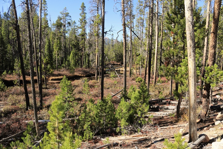 A picture of Hell Roaring Creek along trail 97.