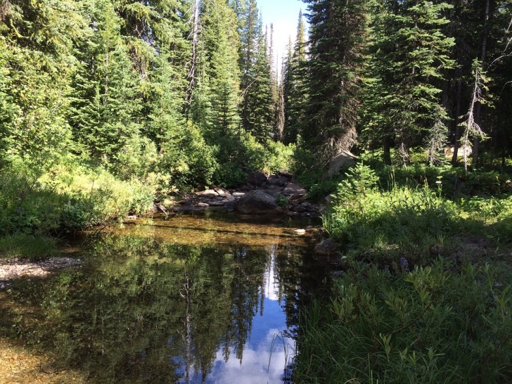 A picture of the creek where the trail crosses it. From this creek to Hidden Lake the trail leads through the forest, to what was a dry stream bed at 