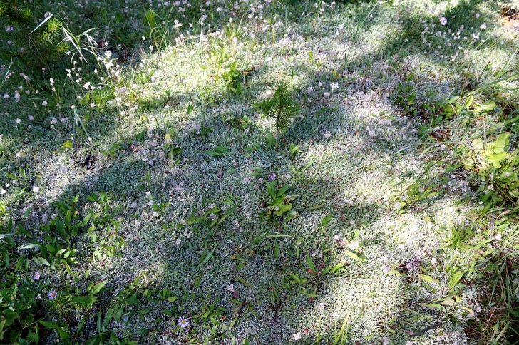 A picture of the ground cover on the south side of Hidden Lake.