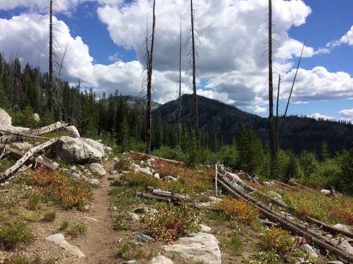 Before you reach the first junction in the trail the grass falls away and the way becomes rocky with wildflowers scattered about.