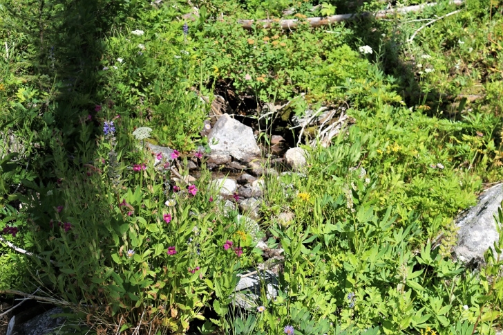 A picture of some flowers along the trail to Hidden Lake.