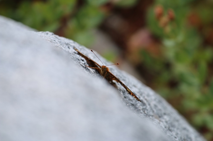 A picture of a moth on a rock.