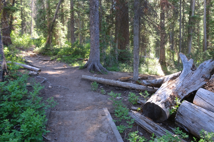 A picture of the trail where one fork of the trail leads from the trail along the eastern shore of Hell Roaring Lake to the inlet stream.
