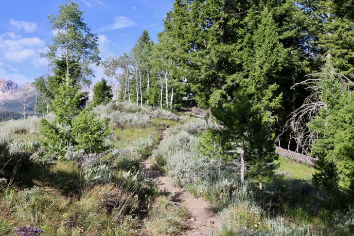 The Alpine Way trail leading toward Marshall Lake.