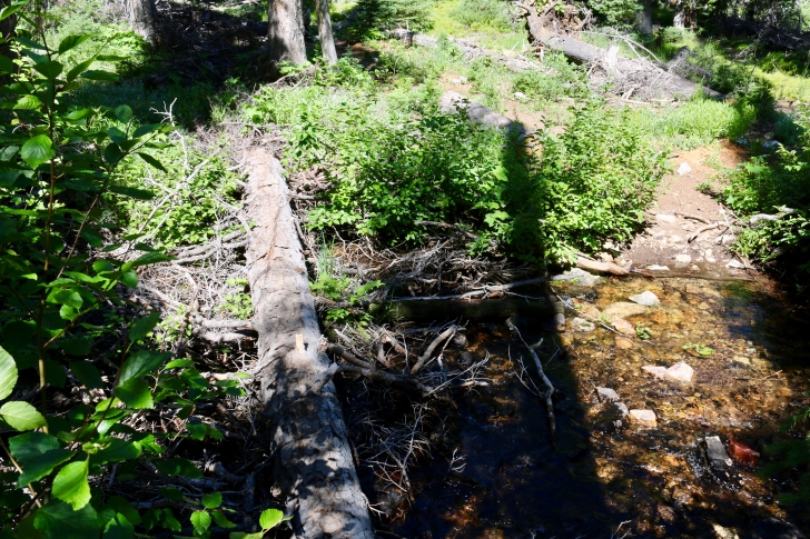 A handy log to cross the creek below Marshall Lake.