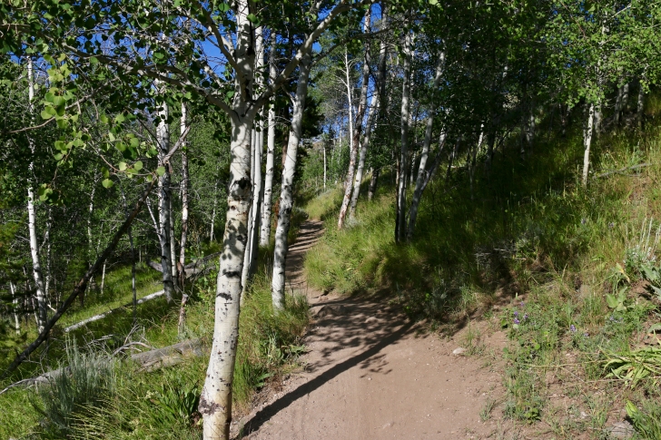 A picture of the trail near Redfish Trailhead.