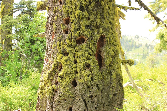 Mores Mountain Trail near Boise, Idaho.