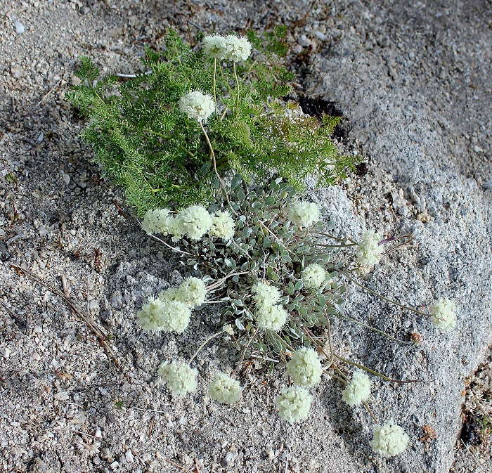 Mores Mountain Trail near Boise, Idaho.