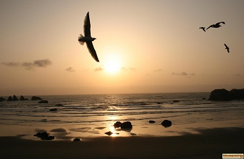 Picture of sunset with seagulls soaring in the sun at the beach in Bandon, Oregon.