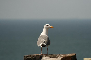 This seagull seems to own this spot