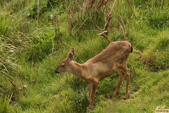 Deer in Washington on Cape Disappointment