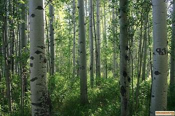 Aspens in the flat land along the East Fork of the Big Wood River