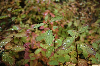 rain drops on summer leaves