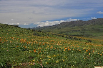 picture of spring in the hills north of Ola, idaho