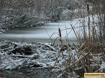 Beaver dam on frozen Succor Creek