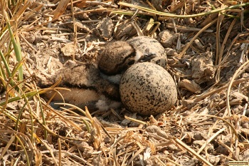 picture of baby killdeer in the nest with two eggs
