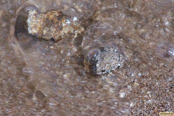 Small frog in the water at Deadwood Reservoir. This guy is about the size of my little finger nail.