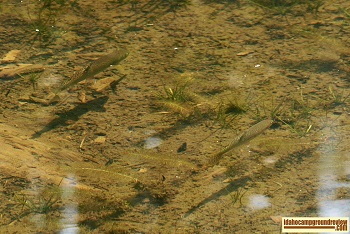 Two Cutthroat trout in LIttle Pistol Creek, Idaho.