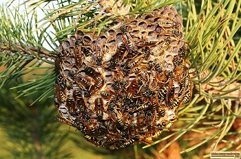 This is a picture of a wasp nest on a pine tree.