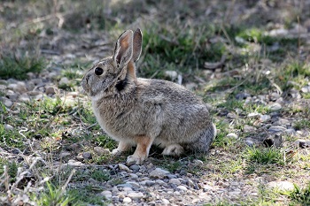 A cottontail rabbit, showed up in our yard the day before Easter!