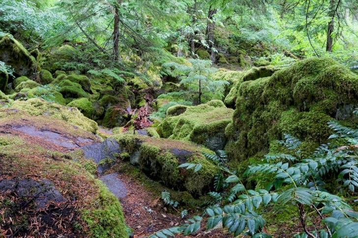 Greenery along the trail to Oregons Watson Falls.