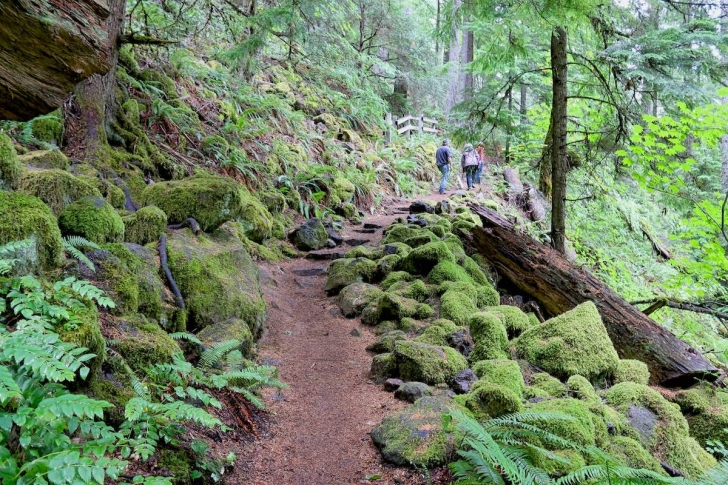 More of the trail to Watson Falls in Oregon.